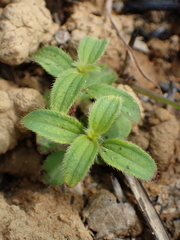 Osbeckia chinensis