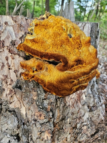 Dyer's Polypore