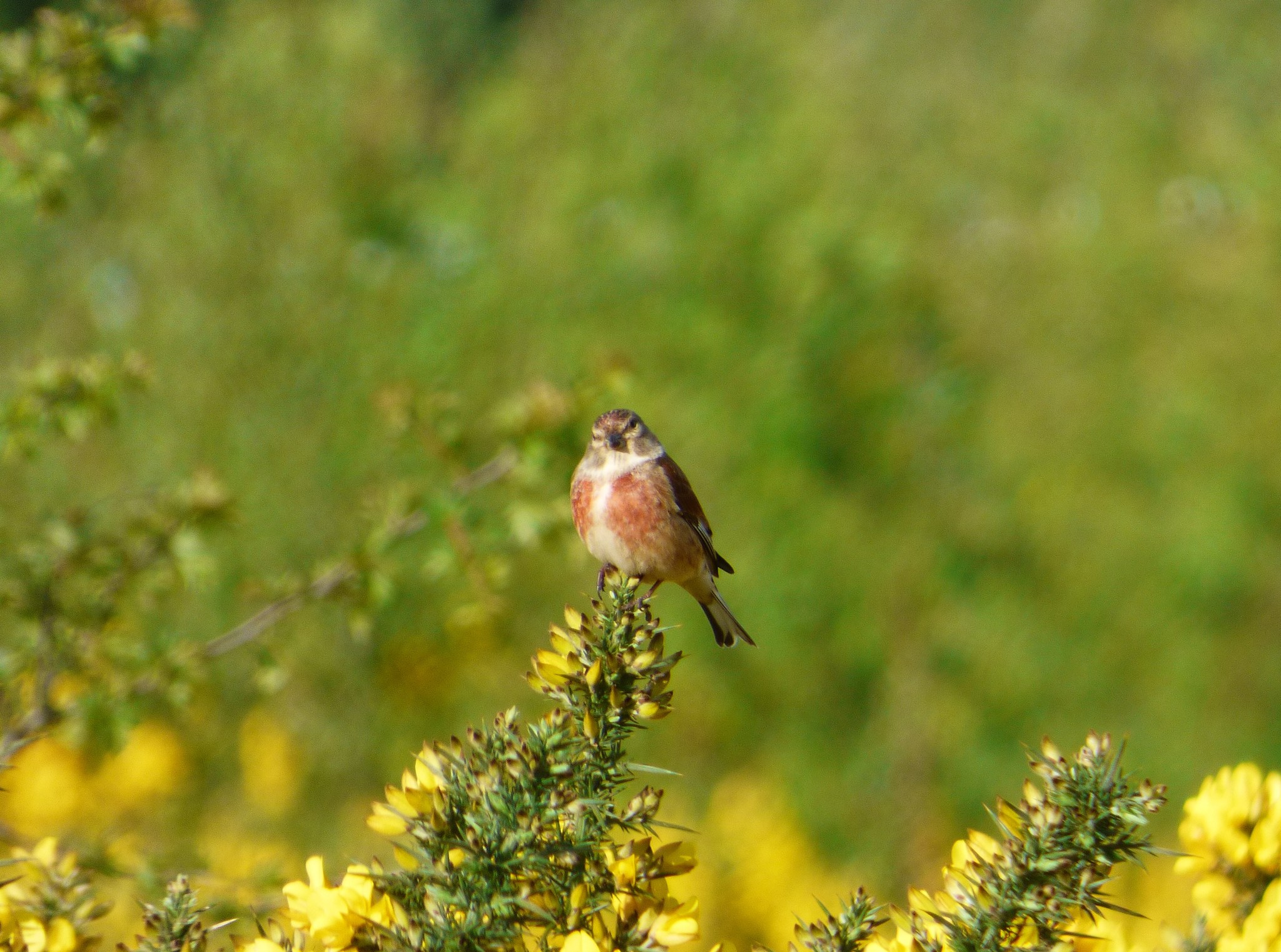 Common Linnet