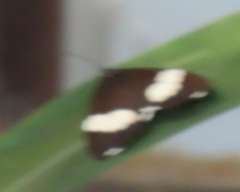 Nyctemera apicalis