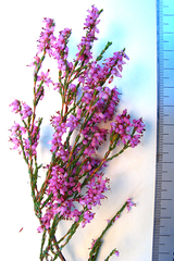 Erica nutans