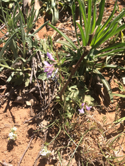 Vicia ludoviciana