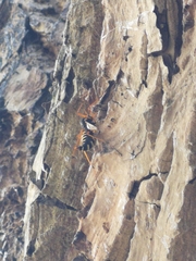 Ctenophora flaveolata