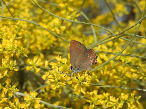 False Ilex Hairstreak