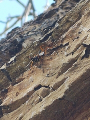 Ctenophora flaveolata