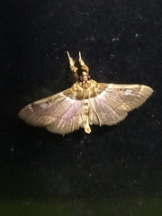 Diaphantania