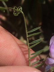 Vicia ludoviciana