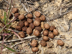 Lepus sinensis formosus
