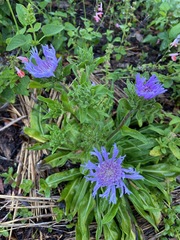 Stokesia laevis