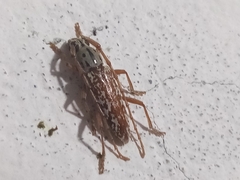 Elaphidion splendidum