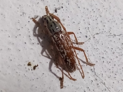 Elaphidion splendidum