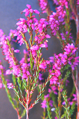 Erica nutans