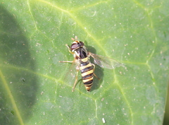 Ischiodon