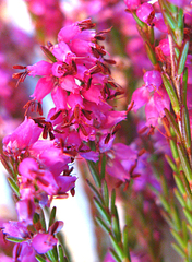 Erica nutans