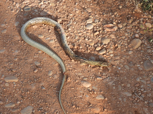 Western Montpellier Snake