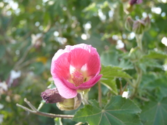 Phymosia rosea