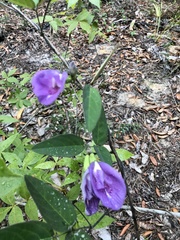Clitoria mariana