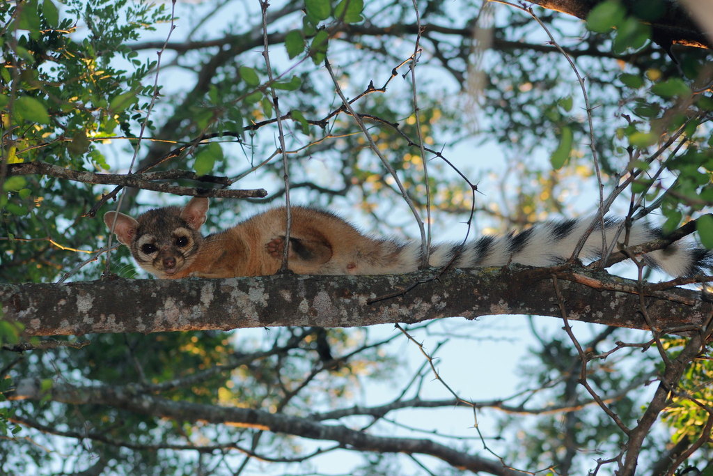 Ringtail