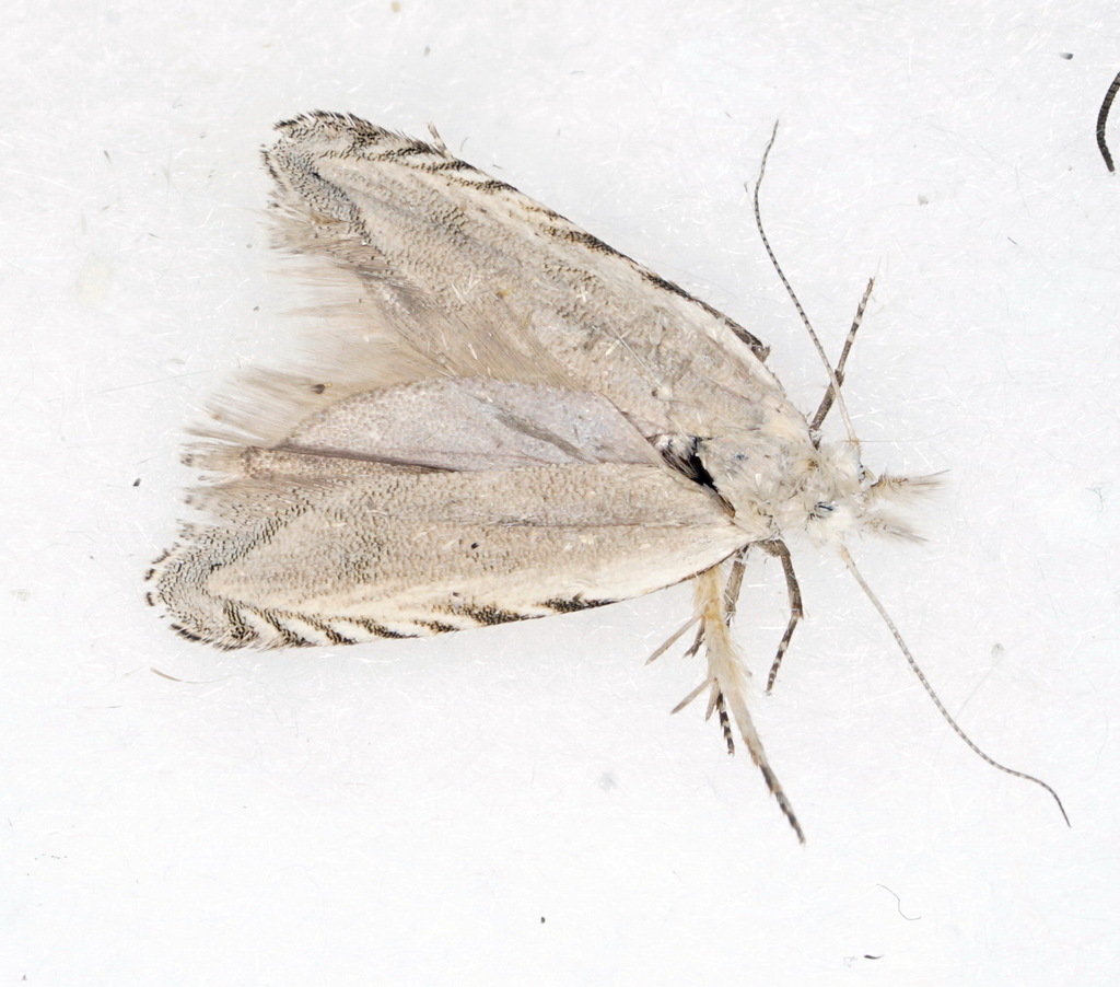 Anarsia eburnella
