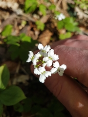 Cardamine trifolia