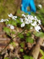 Cardamine trifolia