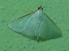Diaphania costata