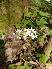 Cardamine trifolia
