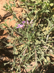 Vicia ludoviciana