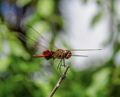 Tramea stenoloba