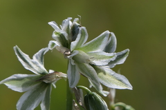 Ornithogalum boucheanum