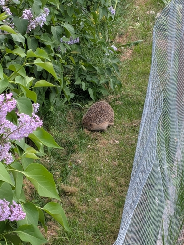 Common Hedgehog