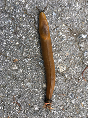 Ariolimax brachyphallus