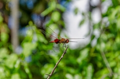 Tramea stenoloba