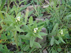 Buglossoides czernjajevii