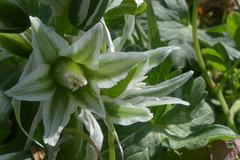 Ornithogalum boucheanum