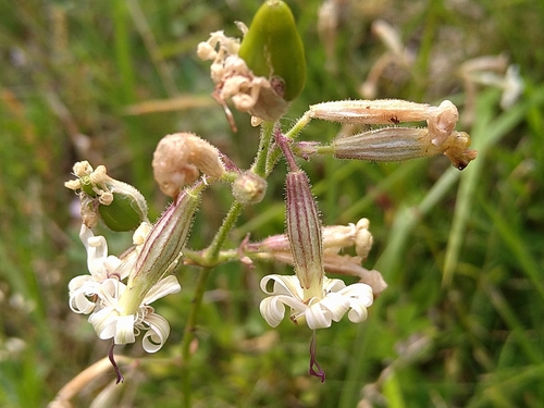 Nottingham Catchfly
