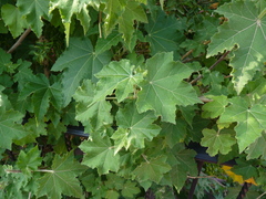 Phymosia rosea