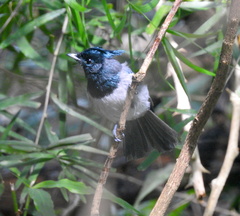 Trochocercus cyanomelas megalolophus