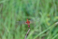 Tramea stenoloba