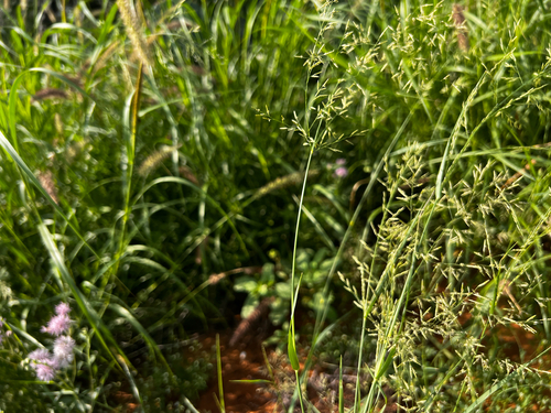 Eragrostis lehmanniana, photograph 5