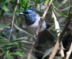 Trochocercus cyanomelas megalolophus