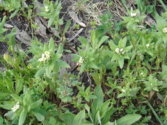 Buglossoides czernjajevii