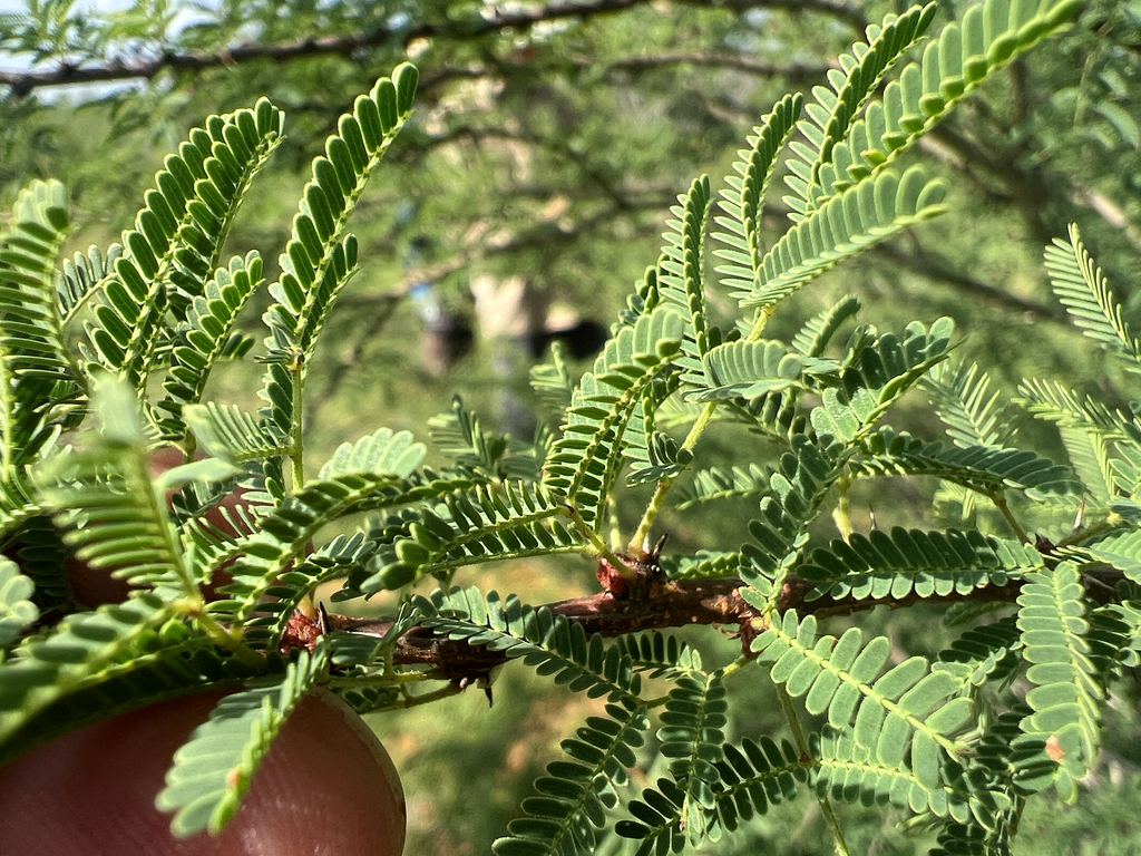 Vachellia bravoensis; photograph (c) Clifton Ladd, C.W.B., some rights reserved (CC BY)
