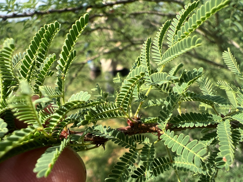 Vachellia bravoensis