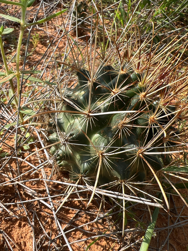 Sclerocactus scheerii