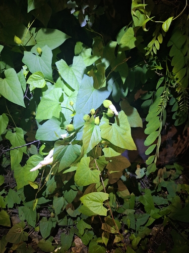 large bindweed