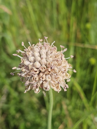 Microbotryum scabiosae