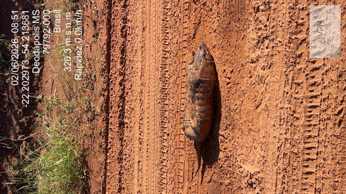 Six-banded Armadillo