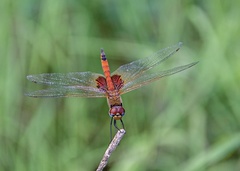 Tramea stenoloba