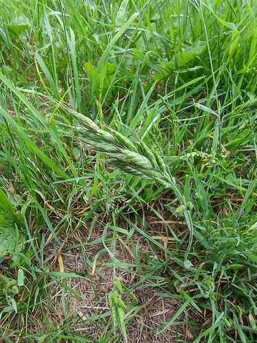 common soft brome